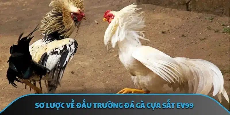 Sơ lược về đấu trường đá gà cựa sắt EV99