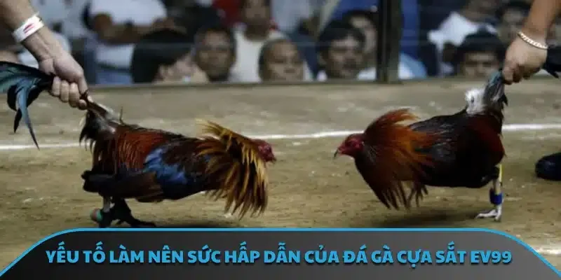 Yếu tố làm nên sức hấp dẫn của đá gà cựa sắt EV99