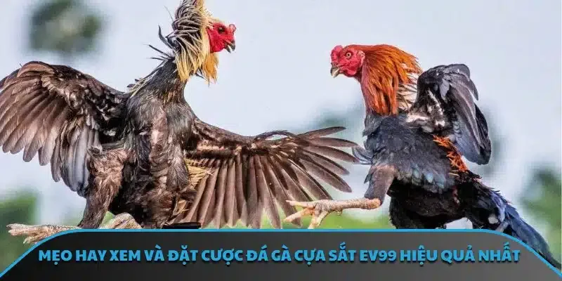 Mẹo hay xem và đặt cược đá gà cựa sắt EV99 hiệu quả nhất
