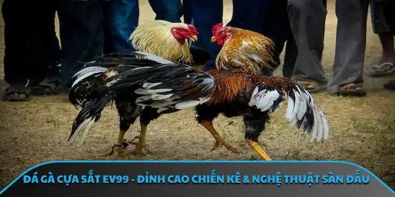 đá gà cựa sắt EV99