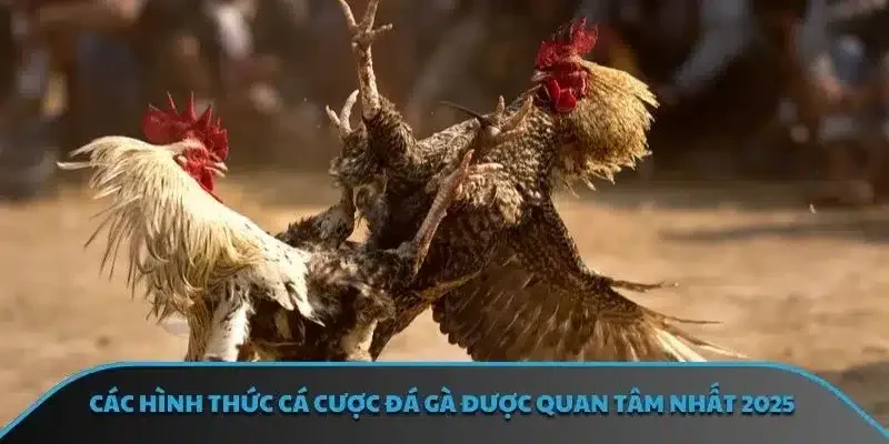 Những bí quyết cá cược đá gà cực chuẩn xác cho newbie