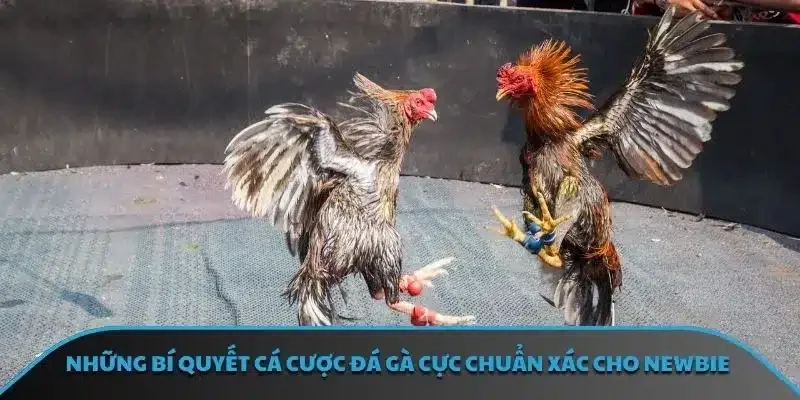 Tổng quan các thông tin nổi bật về bộ môn đá gà EV99