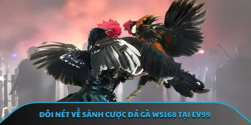 Đôi nét về sảnh cược đá gà WS168 tại EV99