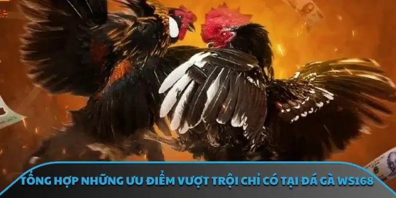 Tổng hợp những ưu điểm vượt trội chỉ có tại đá gà WS168
