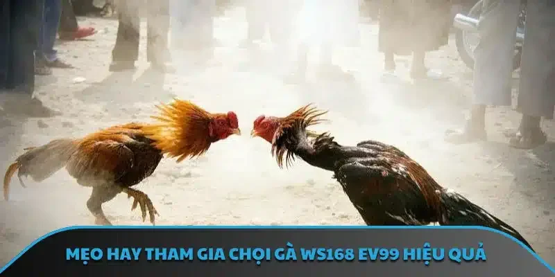 Mẹo hay tham gia chọi gà WS168 EV99 hiệu quả