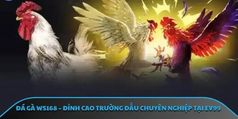 Đá gà WS168